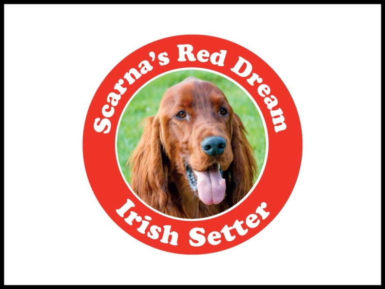 Scarna&#039;s Red Dream Irish Setter