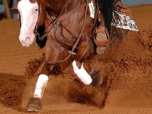 Ordini di partenza paytime Futurity dell'Adriatico e 5 show ARAM-IRHA-FISE 2026