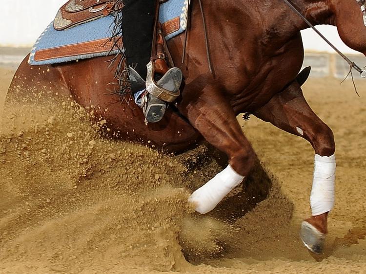 Risultati domenica Futurity dell'Adriatico e 5 show ARAM-IRHA-FISE 2026